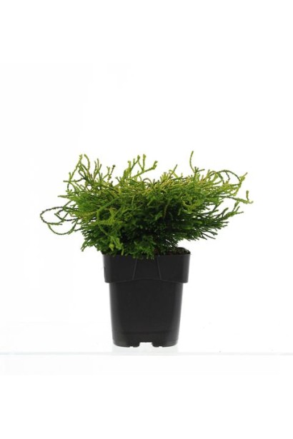 Кипарисовик туполистий Гітте